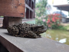 Phrynoidis juxtasper