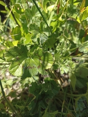 Pelargonium elongatum
