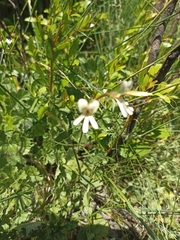 Pelargonium elongatum