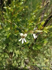 Pelargonium elongatum