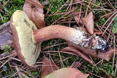 Xerocomellus pruinatus