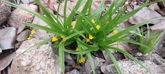 Hypoxis angustifolia buchananii