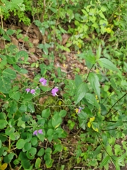 Desmodium uncinatum