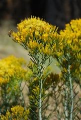 Ericameria nauseosa bernardina