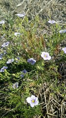 Nierembergia linariifolia