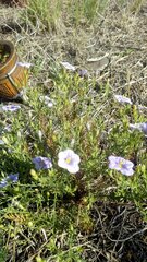 Nierembergia linariifolia