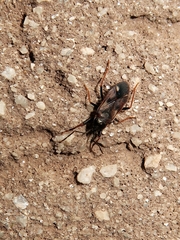 Eremocoris fenestratus