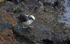 Cinclus leucocephalus