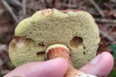 Xerocomellus pruinatus