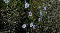 Nierembergia linariifolia