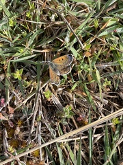 Lycaena