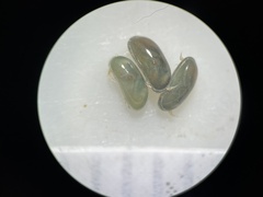 Ostracoda