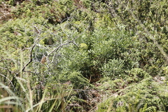 Notobubon galbanum