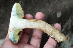 Xerocomellus pruinatus