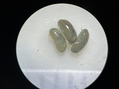 Ostracoda
