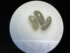 Ostracoda