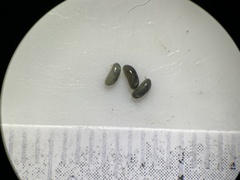 Ostracoda