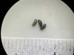 Ostracoda