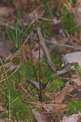 Neottia bifolia