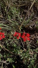Glandularia peruviana