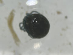 Hydrachnidia