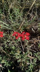 Glandularia peruviana