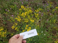 Senecio polyanthemoides
