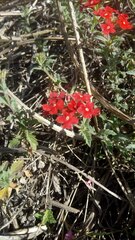 Glandularia peruviana