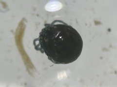 Hydrachnidia