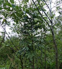 Cupania