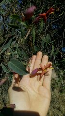 Dolichandra cynanchoides