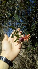 Dolichandra cynanchoides