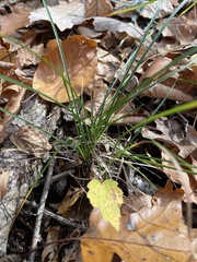 Allium vineale