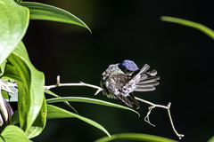 Saucerottia cyanocephala