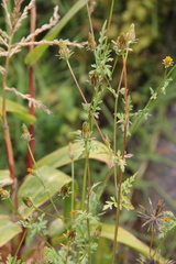 Bidens exigua