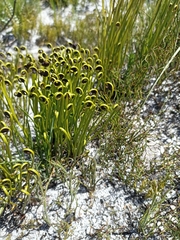 Schizaea pectinata