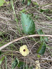 Hewittia malabarica