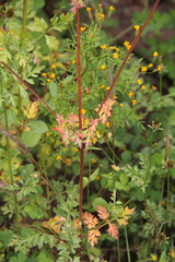 Bidens exigua