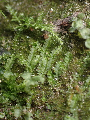 Lophocolea bidentata