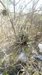 Tillandsia capillaris