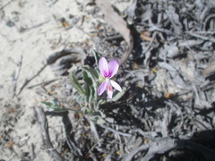 Pelargonium coronopifolium