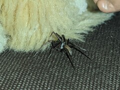 Kukulcania hibernalis
