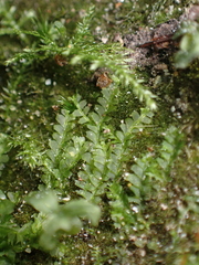 Lophocolea bidentata