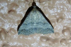 Tetanolita palligera