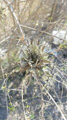 Tillandsia capillaris