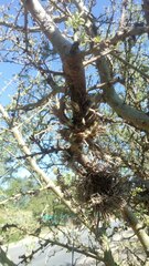 Tillandsia tricholepis