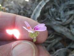 Pelargonium coronopifolium