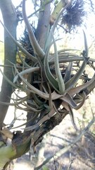 Tillandsia xiphioides