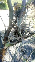 Tillandsia xiphioides