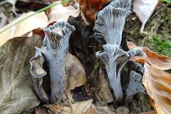 Craterellus cinereus